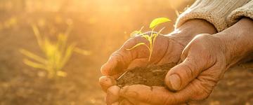 Photo of two cupped hands holding a small plant in dirt